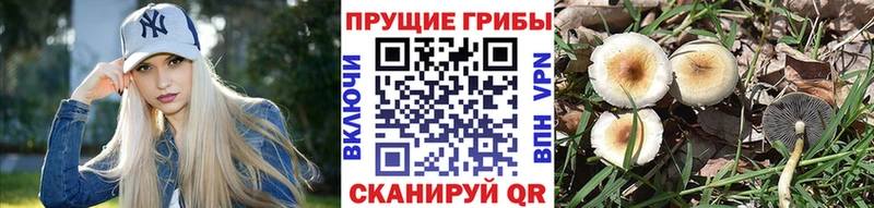 магазин продажи наркотиков  Горно-Алтайск  Псилоцибиновые грибы MAGIC MUSHROOMS 